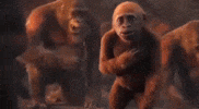 King Kong Laughing GIF