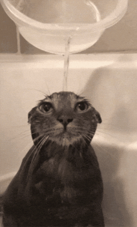 Cat Water GIF