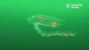 Deep Sea Water GIF by Monterey Bay Aquarium