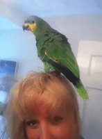 Parrot Loves When Owner Blow Dries Her Hair