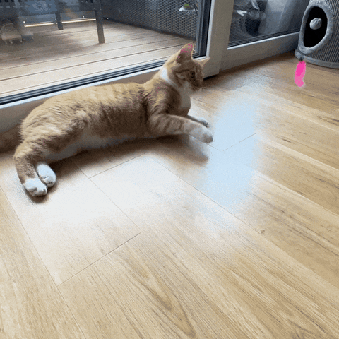 KatzenLiebe giphyupload GIF