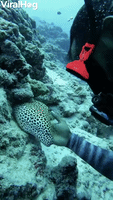 Eel Greets Diver in Maldives