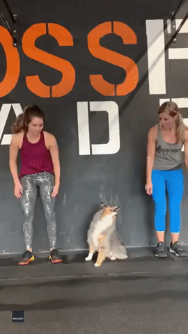 Clever Pooch Mimics Owner by Executing Wall Stand