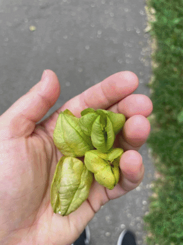 jmelfi giphygifmaker GIF