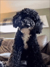 Excuse Me Seriously GIF