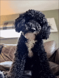 Excuse Me Seriously GIF