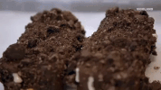 GIF by THE ICE CREAM SHOW