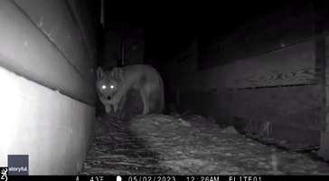 Coyote Family Makes Den Under South Lake Tahoe House