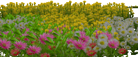 grass GIF