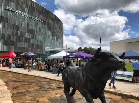 bulls usf GIF by University of South Florida