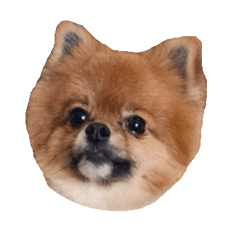 pomeranian STICKER by imoji