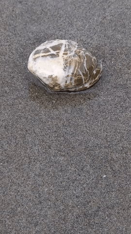 Simongip giphygifmaker GIF