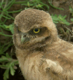 bbc natural world owl GIF by Head Like an Orange