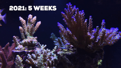 xiaoxiy giphygifmaker GIF