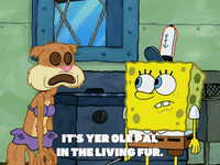 season 7 episode 3 GIF by SpongeBob SquarePants