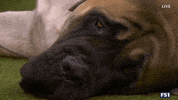 Dogs GIF by Westminster Kennel Club