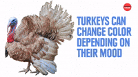 Turkeys change color