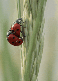 x ladybug GIF by Head Like an Orange