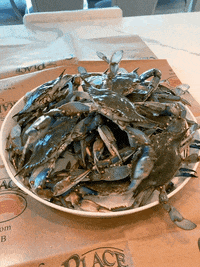 Blue Crab GIF by The Crab Place