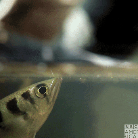 Fish Singapore GIF by BBC America