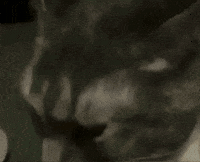 Cat Realize GIF