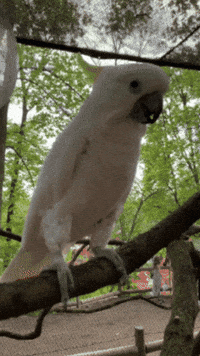 JohnBallZooGR dance nature silly education GIF
