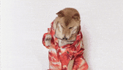Video gif. Adorable dog wearing sunglasses and a Hawaiian shirt paws at the glasses and then gives us a charming look.