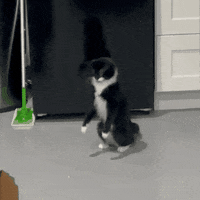 Somington cat meme jump silly GIF