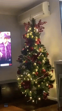 Rescue Kitten Terrorizes Christmas Tree at Australian Foster Home