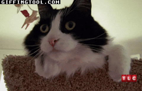 giphyupload GIF