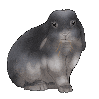 Holland Lop Rabbit Sticker