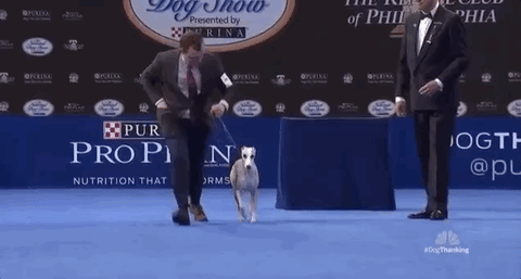national dog show 2018 GIF by NBC
