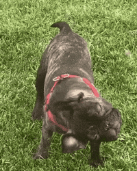 French Bulldog Spinning GIF by TruRebels Distro