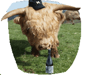 Cow Vineyard Sticker by Boneyard Espresso