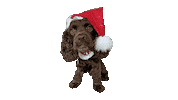 Cocker Spaniel Christmas Dog Sticker by Camp Cocker Rescue