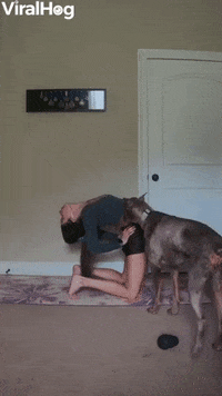 Clingy Dog Wants To Cuddle GIF by ViralHog