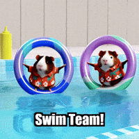 Guinea Pig Swimming GIF by Guinea Gambino