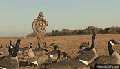 goose GIF