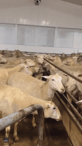 Golden Retriever Just Wants to Fit in With Sheep on the Farm