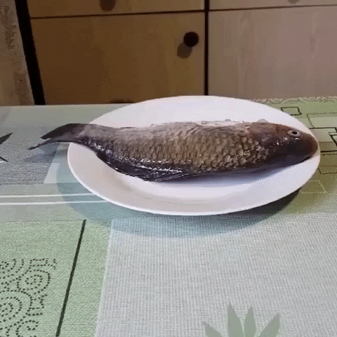 cuteanimalland giphyupload GIF