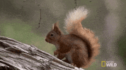 national geographic squirrel GIF by Nat Geo Wild