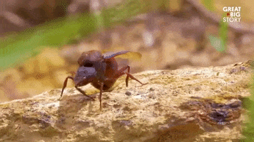 greatbigstory omg creepy ew bug GIF