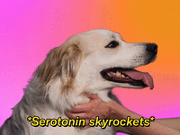 *Serotonin Skyrockets*