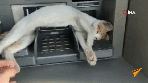 cuteanimalland giphyupload GIF