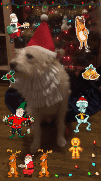 merry christmas dog GIF by chuber channel