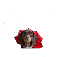 Wiener Dog Sticker by dackelfreunde