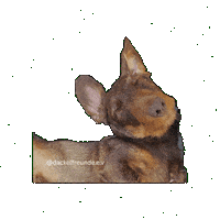 Wiener Dog Sticker by dackelfreunde