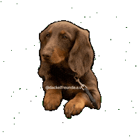 Wiener Dog Sticker by dackelfreunde
