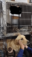Sweet Cat Comforts Dog During Visit to Vet