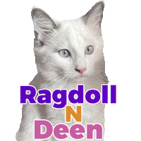 Cats Ragdolls Sticker by Pimp Yo Pets